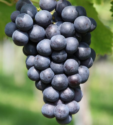 পরিচিতি image 02